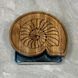Чабань &laquo;Nautilus&raquo; 28 см 2889857362 фото 5